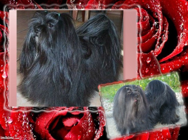 U'chum Des animaux stars
