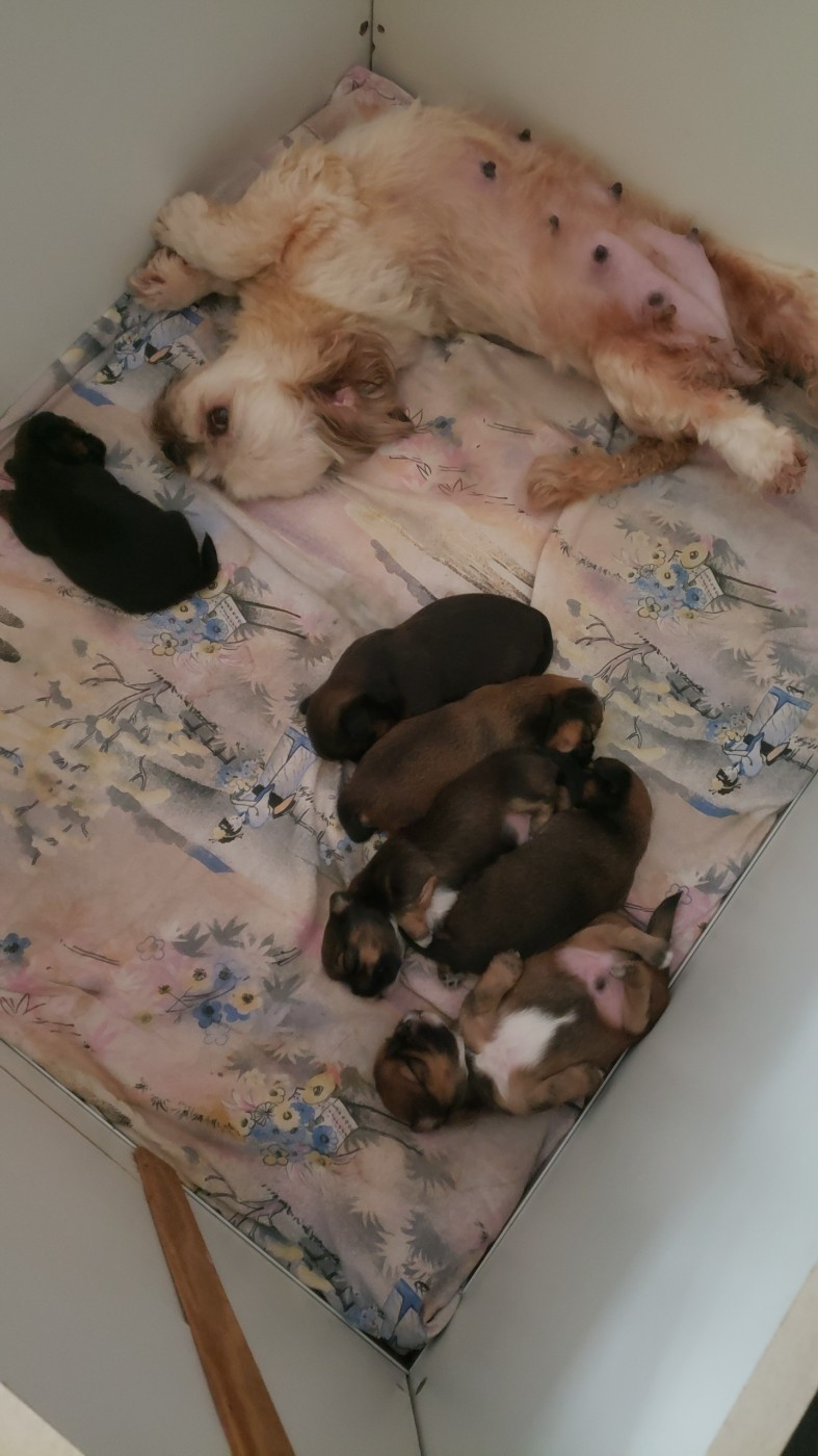 Les bébés sont nés !!!