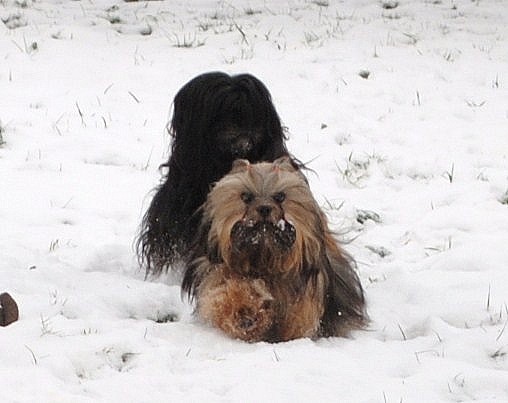 Les LHASSA & la neige