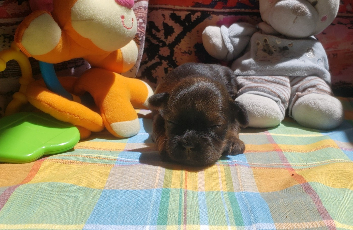 des fillots de morphée - Chiots disponibles - Lhassa Apso