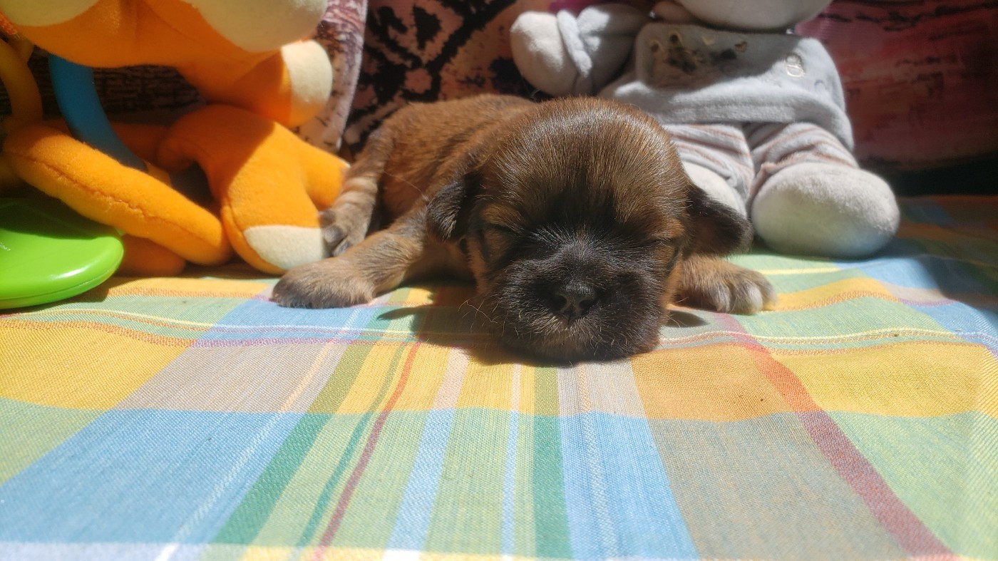 des fillots de morphée - Chiots disponibles - Lhassa Apso