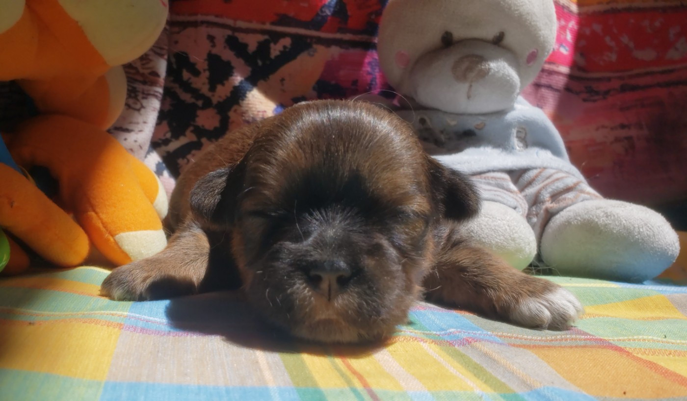des fillots de morphée - Chiots disponibles - Lhassa Apso