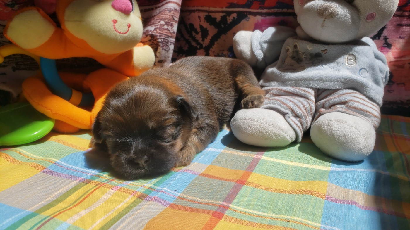 des fillots de morphée - Chiots disponibles - Lhassa Apso