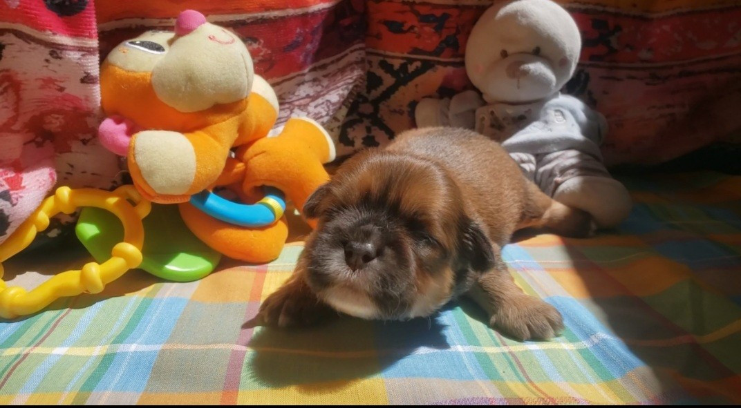 des fillots de morphée - Chiots disponibles - Lhassa Apso