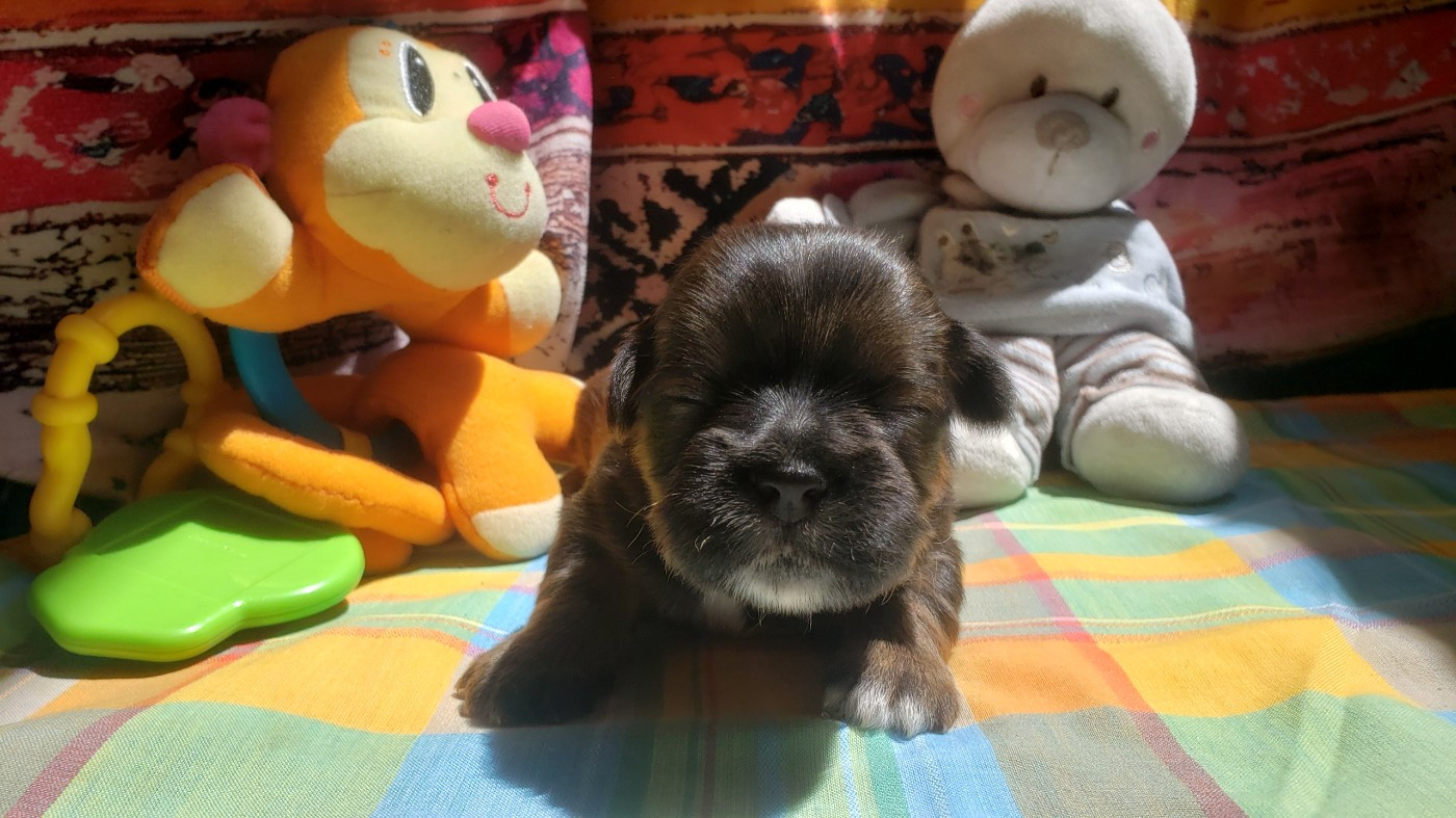 des fillots de morphée - Chiots disponibles - Lhassa Apso