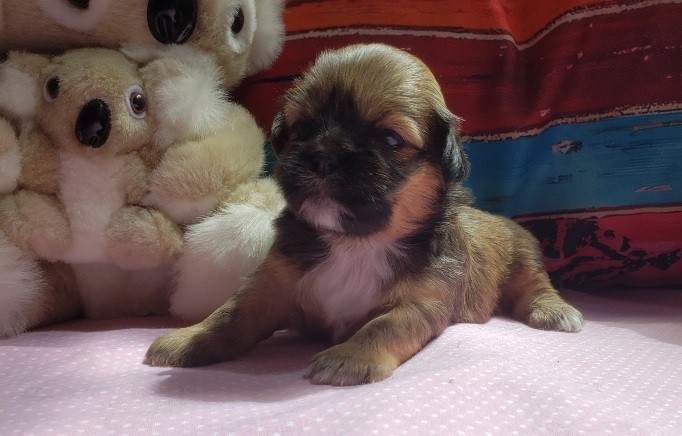 des fillots de morphée - Chiots disponibles - Lhassa Apso
