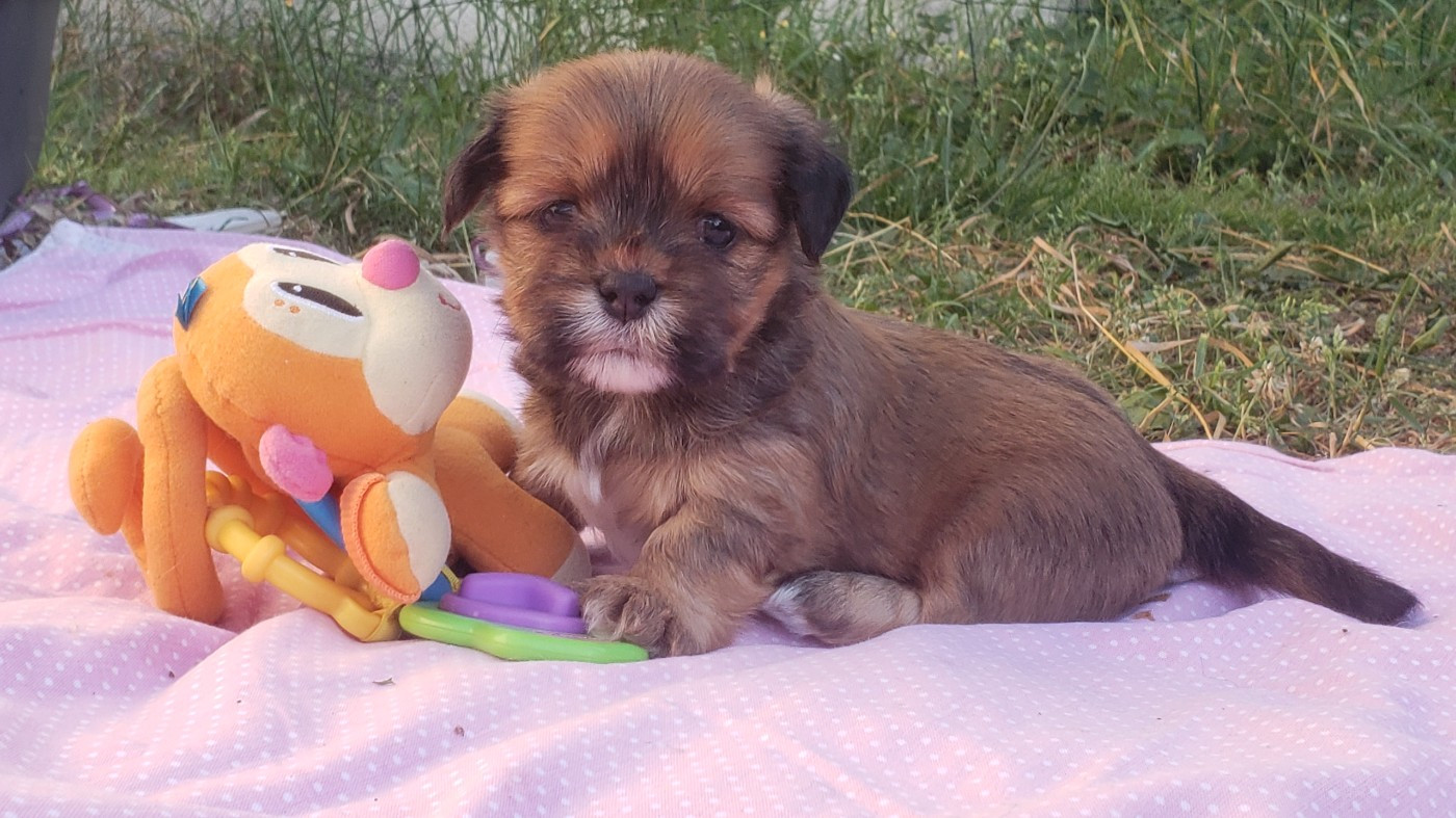 des fillots de morphée - Chiots disponibles - Lhassa Apso