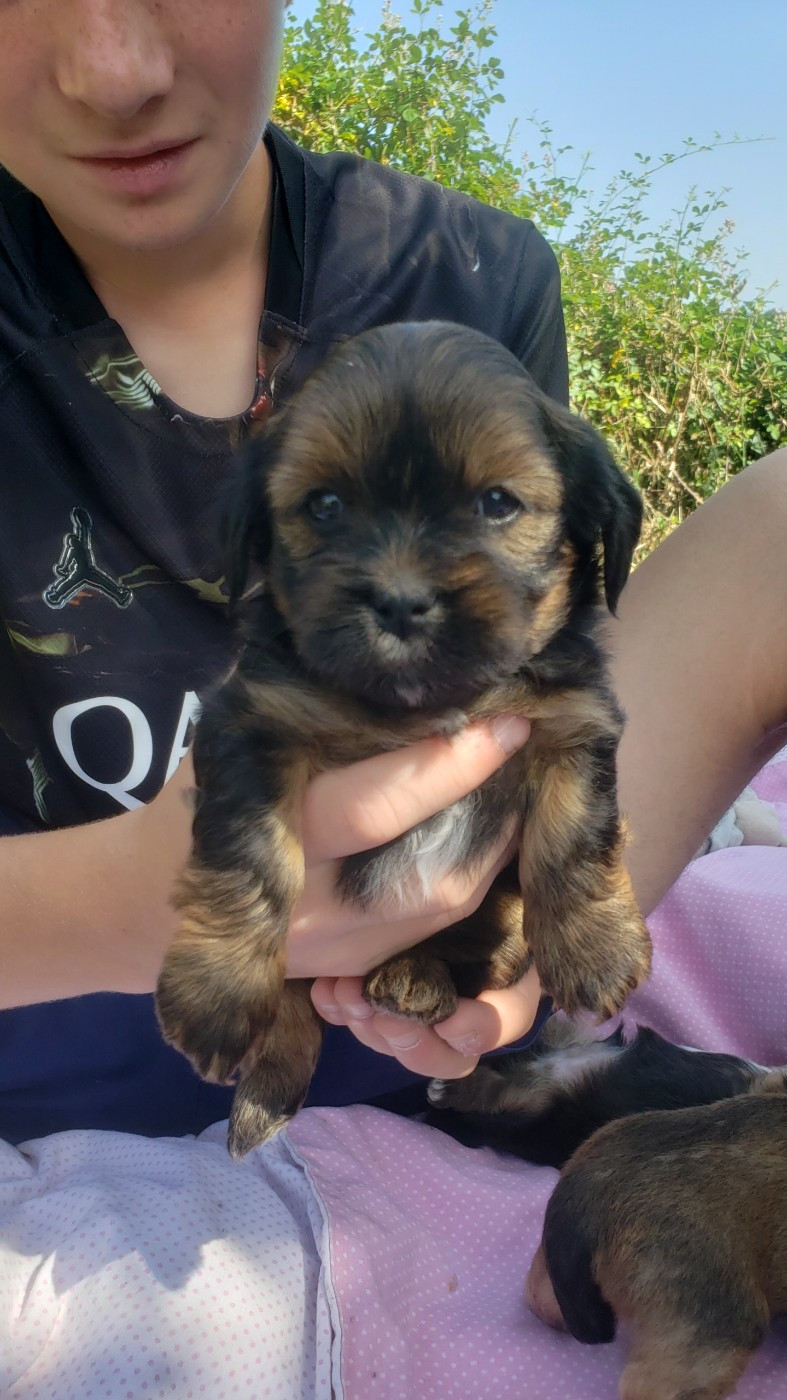 des fillots de morphée - Chiots disponibles - Lhassa Apso