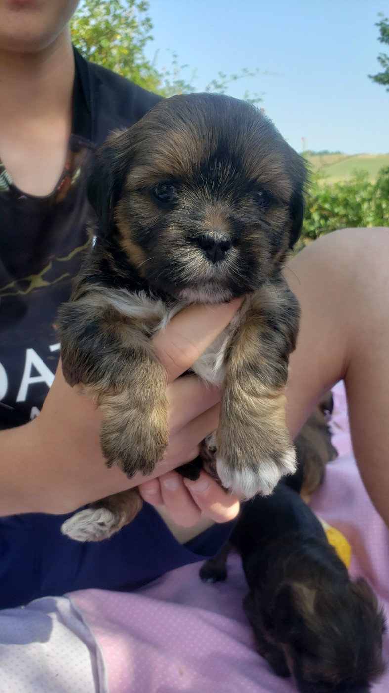 des fillots de morphée - Chiots disponibles - Lhassa Apso