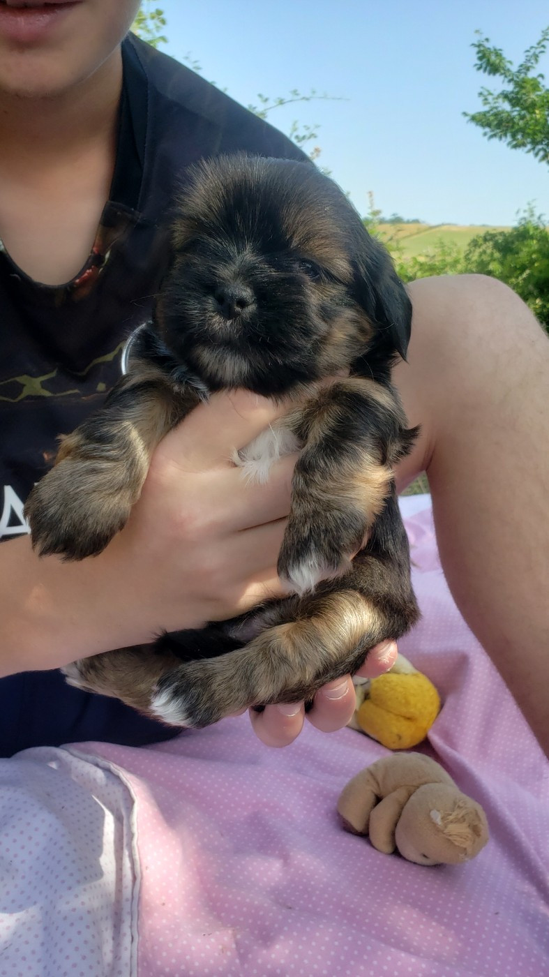 des fillots de morphée - Chiots disponibles - Lhassa Apso