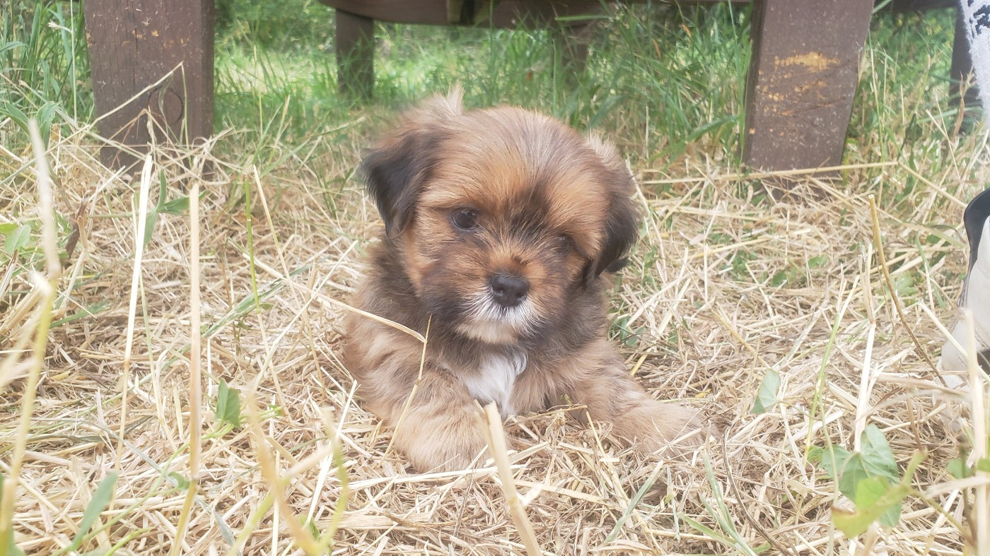 des fillots de morphée - Chiots disponibles - Lhassa Apso