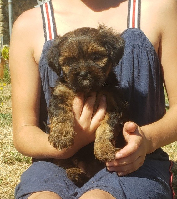 des fillots de morphée - Chiots disponibles - Lhassa Apso