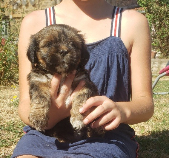 des fillots de morphée - Chiots disponibles - Lhassa Apso