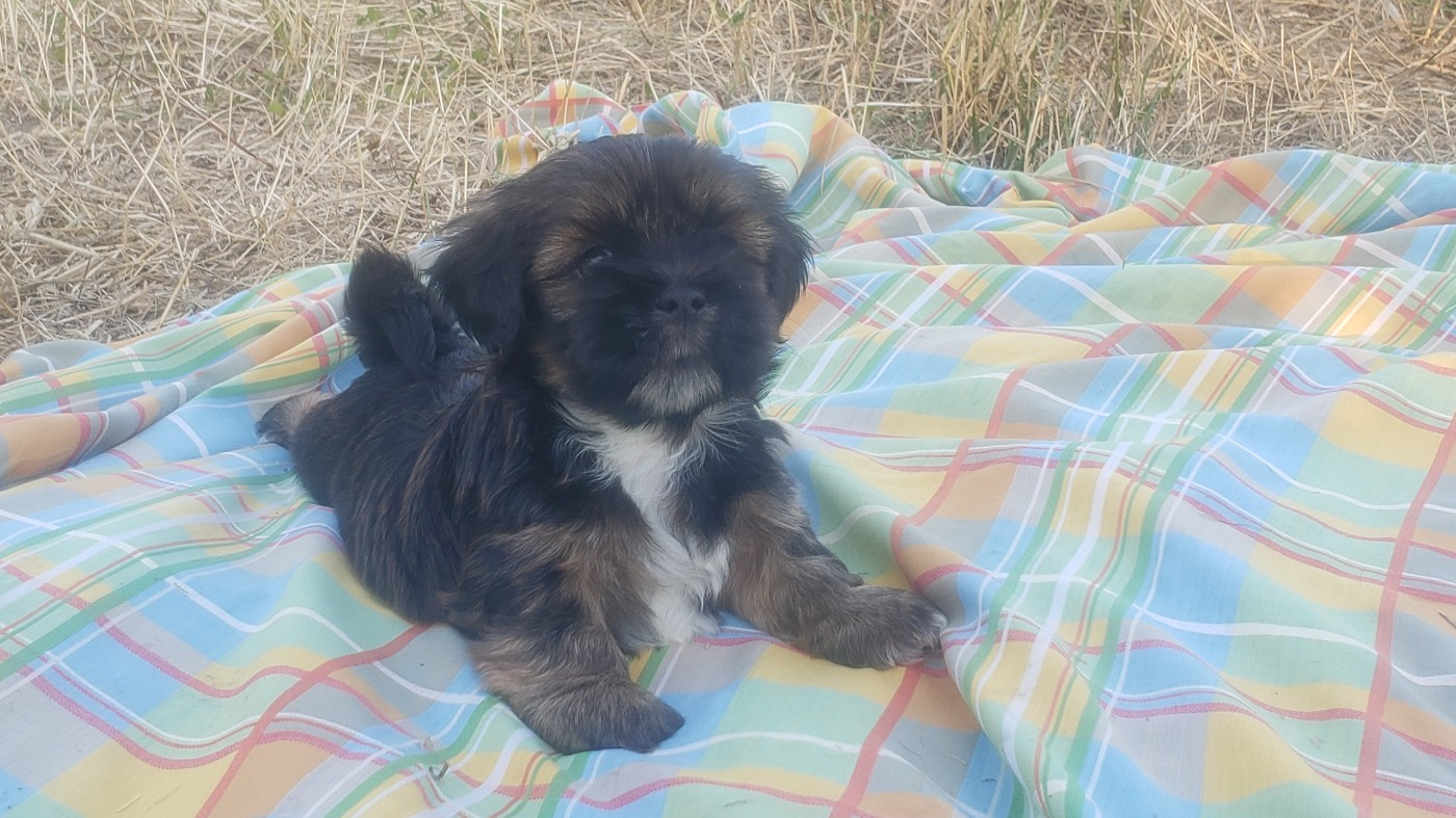 des fillots de morphée - Chiots disponibles - Lhassa Apso