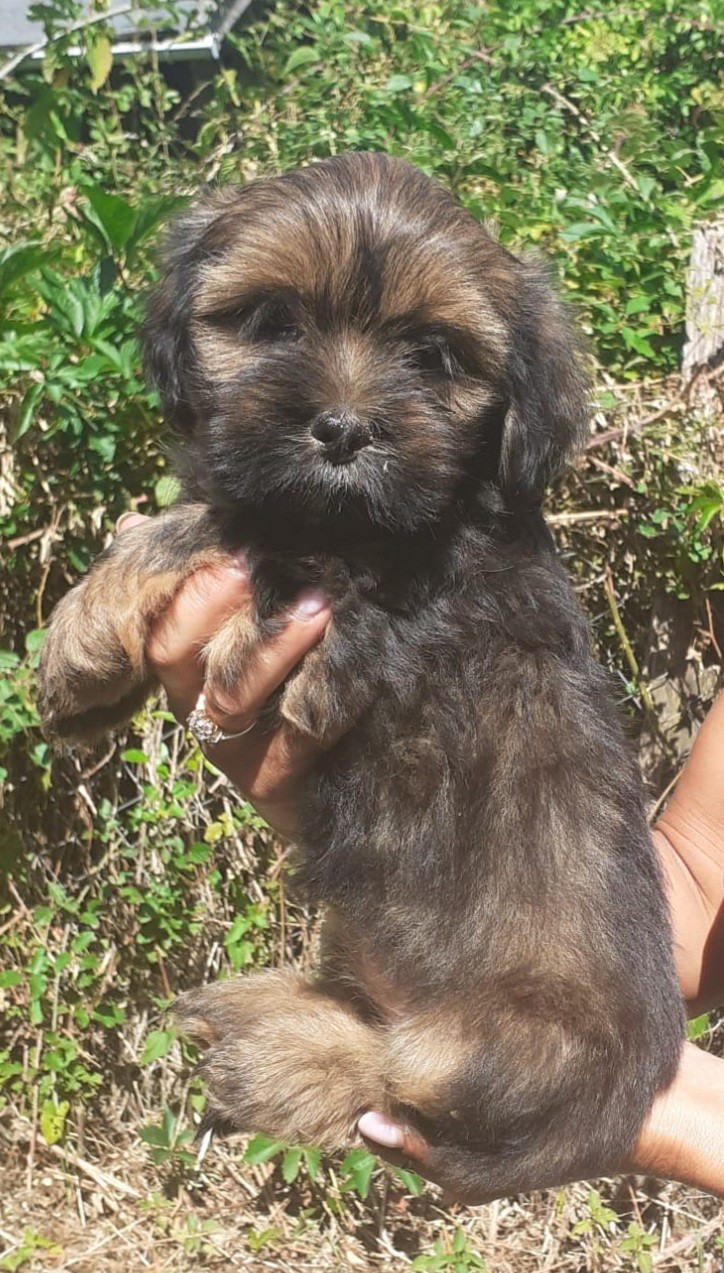 des fillots de morphée - Chiots disponibles - Lhassa Apso