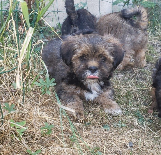 des fillots de morphée - Chiots disponibles - Lhassa Apso