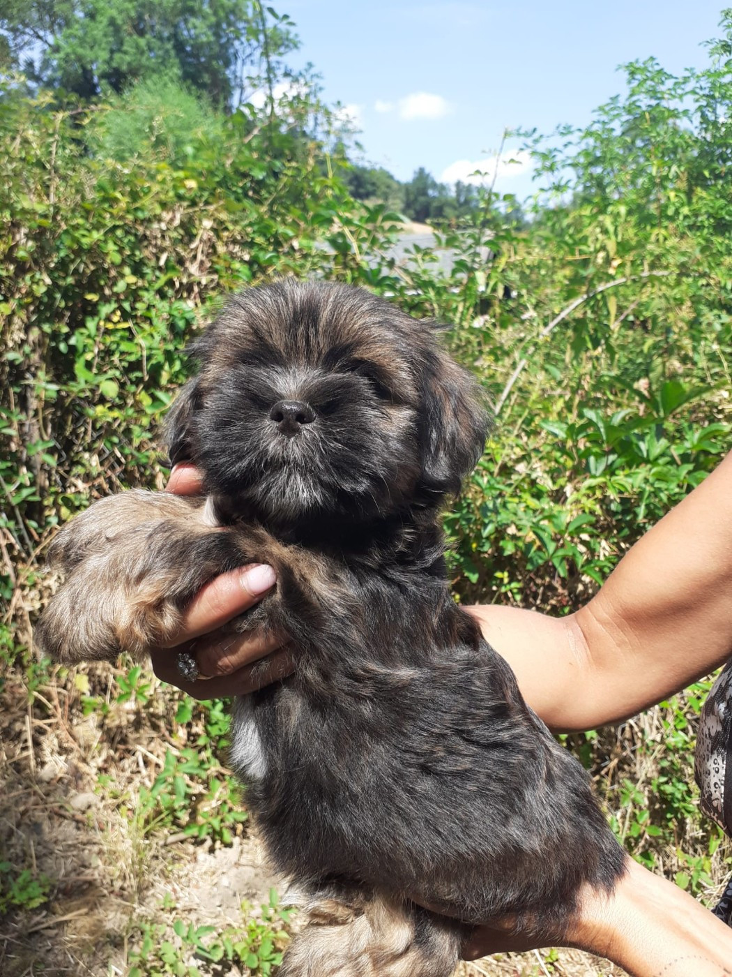 des fillots de morphée - Chiots disponibles - Lhassa Apso