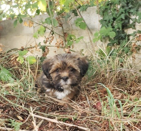 des fillots de morphée - Chiots disponibles - Lhassa Apso