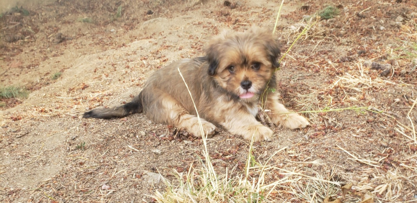 des fillots de morphée - Chiots disponibles - Lhassa Apso