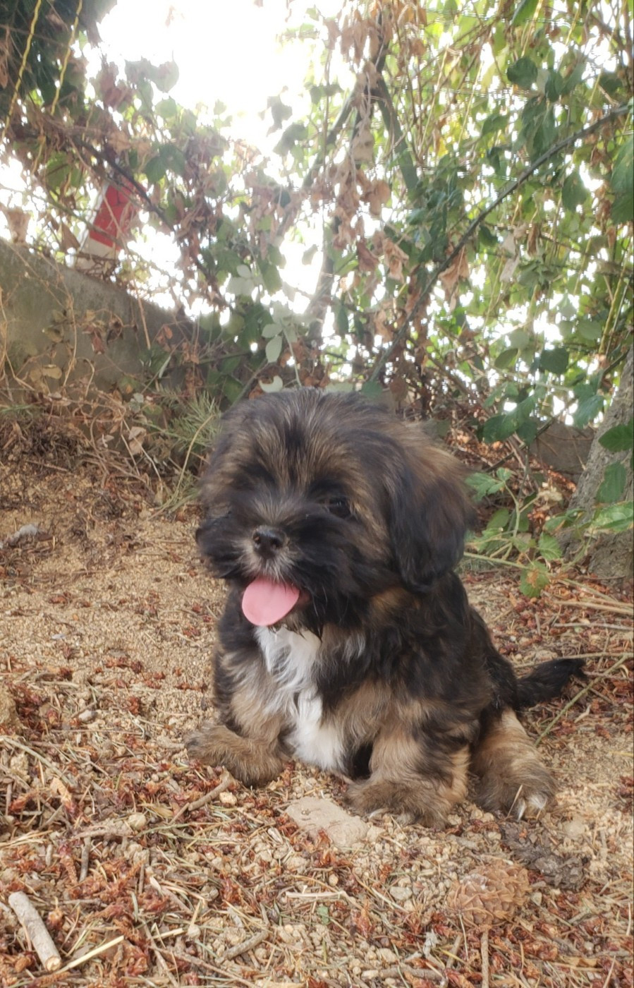 des fillots de morphée - Chiots disponibles - Lhassa Apso