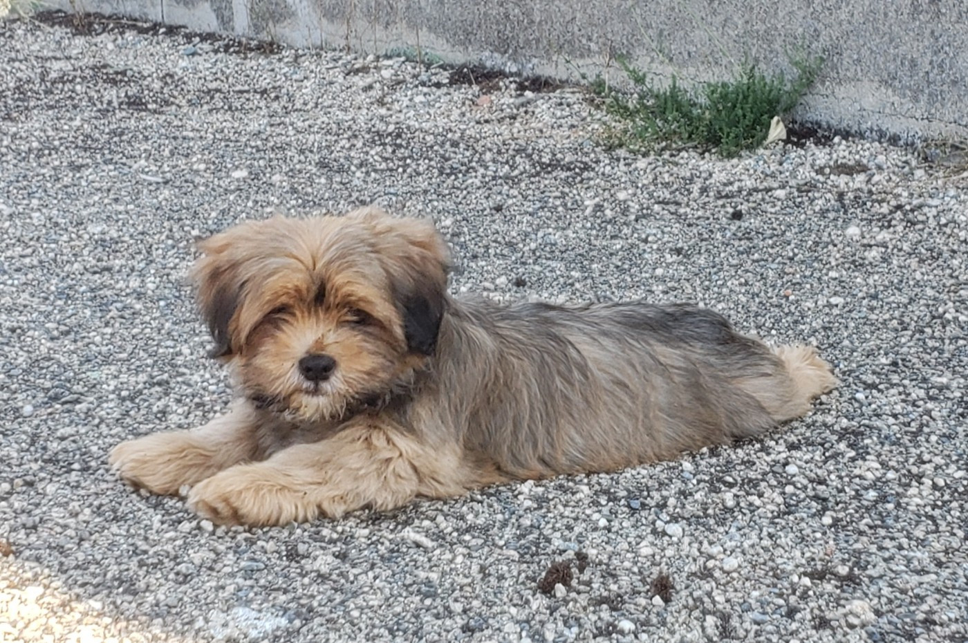 des fillots de morphée - Chiots disponibles - Lhassa Apso