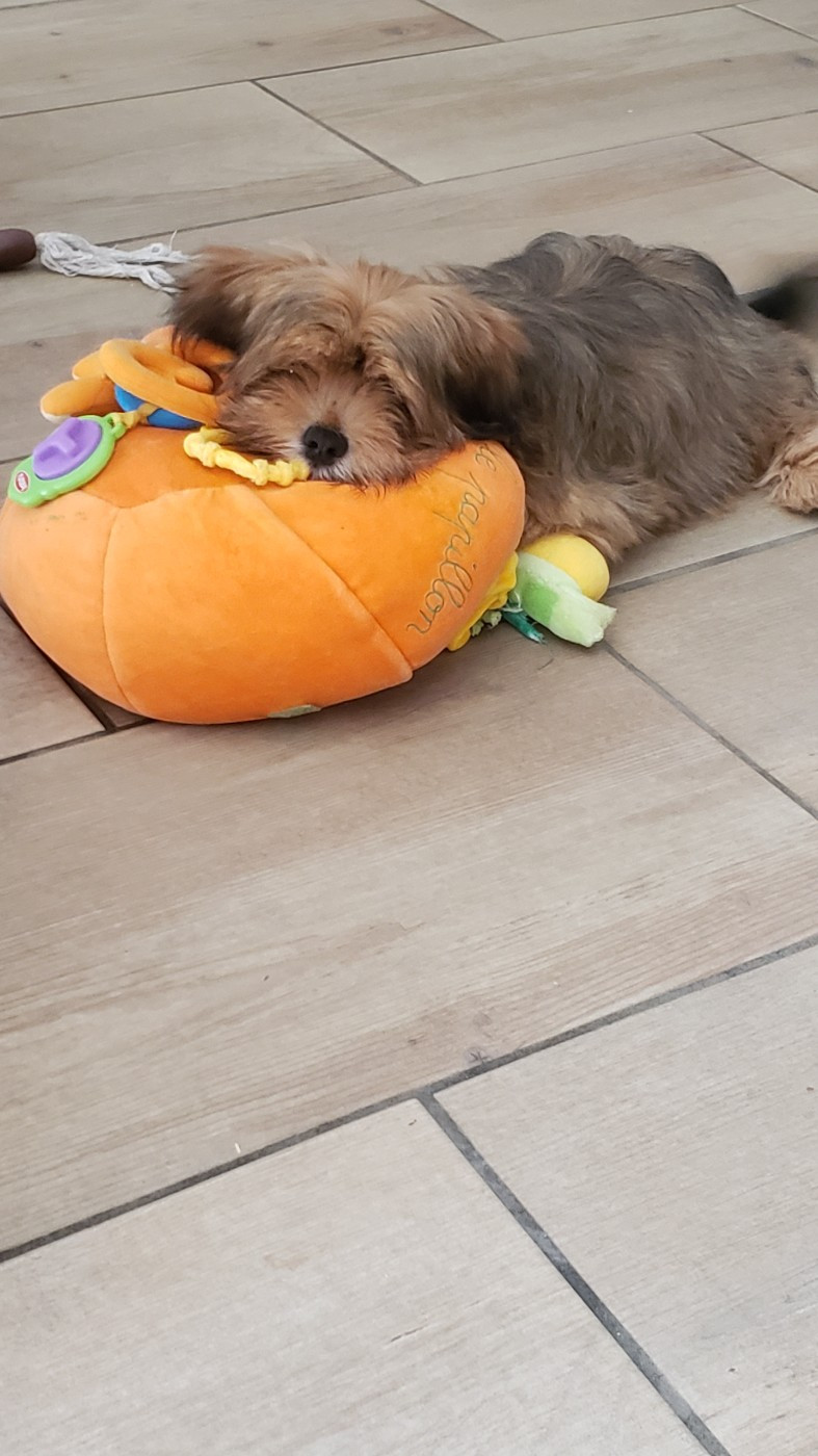 des fillots de morphée - Chiots disponibles - Lhassa Apso