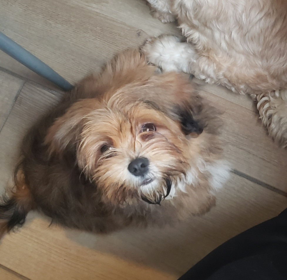 des fillots de morphée - Chiots disponibles - Lhassa Apso