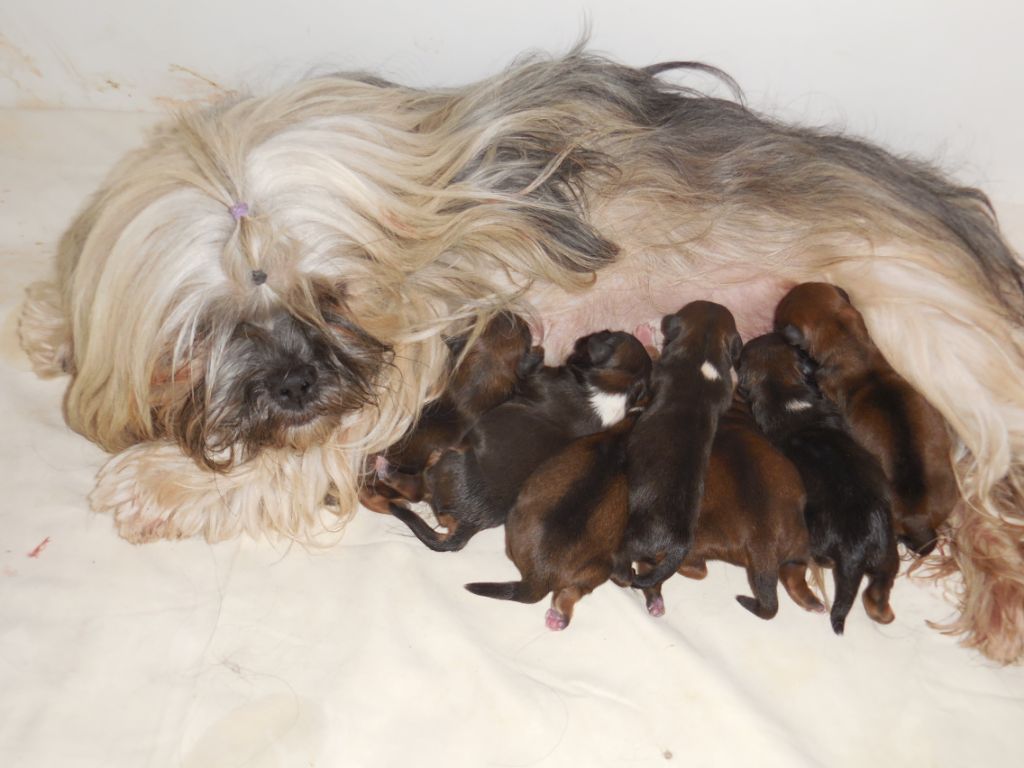 Chiot Lhassa Apso des fillots de morphée