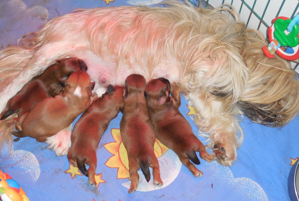 Chiot Lhassa Apso des fillots de morphée